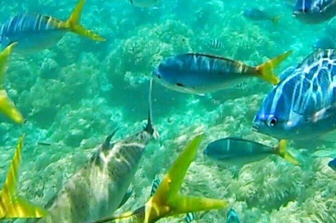 Glass Bottom Boat Water Activity in Montego Bay Jamaica - The Value of the Tour: Is It Worth $90?