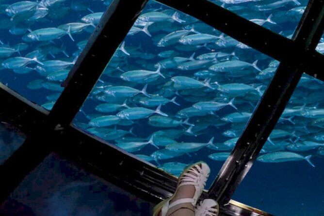 Glass Bottom Boat Water Activity in Montego Bay Jamaica - FAQ: Common Questions About the Glass Bottom Boat Tour