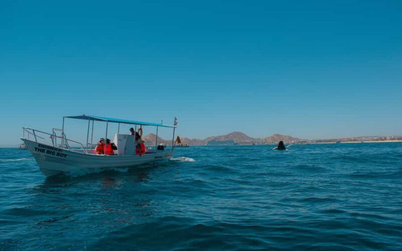 Glass bottom boat whale watching - FAQ