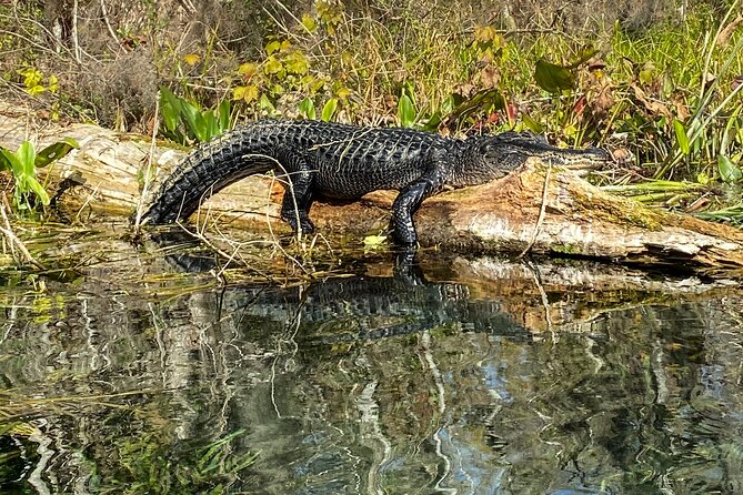 Glass Bottom Kayak Silver Springs; 2hr Tour - Discovering Local Marine Life