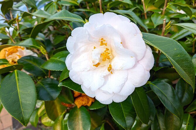 Glass House Mountains, Maleny and Montville Tour from Brisbane - Analyzing the Cost and Value