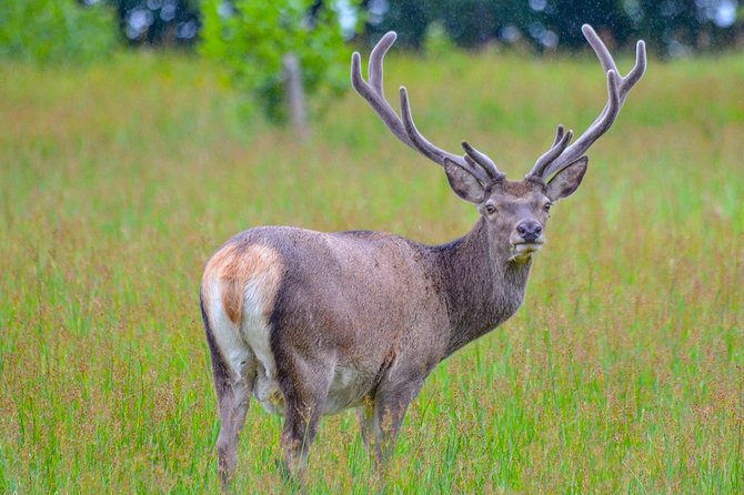 Glenaladale Cruise - Great for Wizard Spotting! - Booking Your Adventure