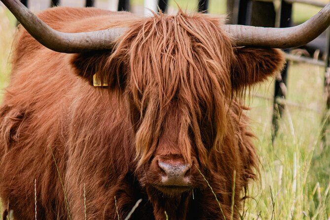 Glenfinnan Viaduct Glencoe Fort William Private Tour Glasgow - Who Will Appreciate This Tour?