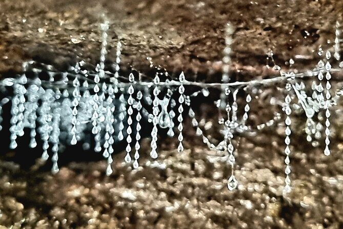 Glow Worms - Nocturnal Rainforest/Waterfall Adventure - An Authentic Nocturnal Adventure in Queensland’s Lush Rainforest