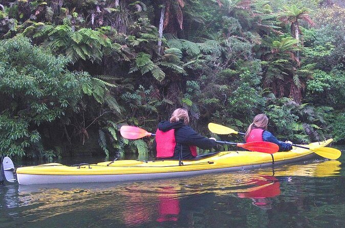 Glowworm Kayak Adventure on the Waikato River - Authentic Reviews and Experiences