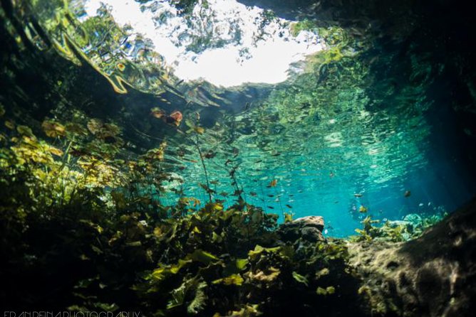 Go Dive Cenotes in Tulum - Inclusions