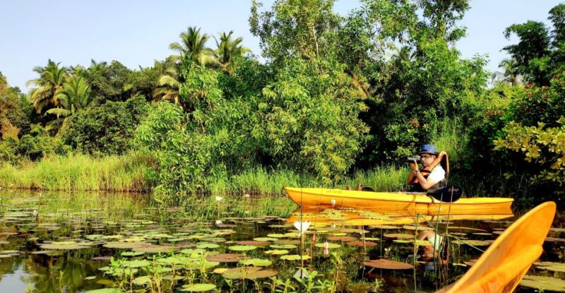 Goa: Backwaters and Mangrove Kayaking Experience - Key Points