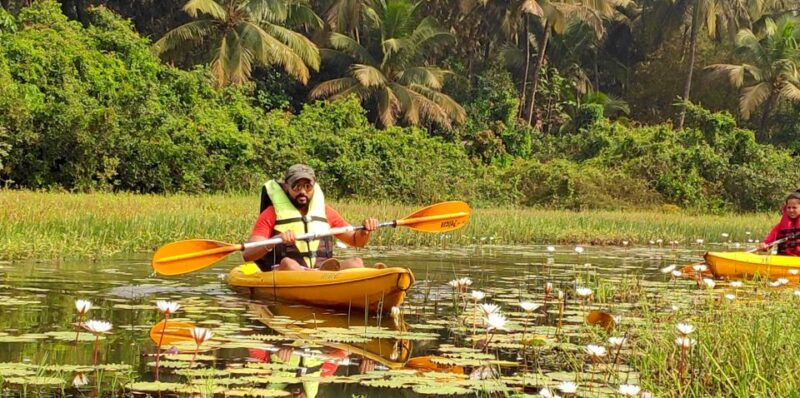 Goa: Backwaters and Mangrove Kayaking Experience - Activity Highlights
