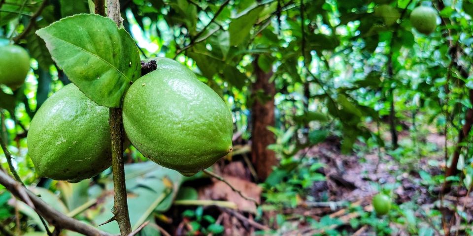 Goa: Spice Plantation Tour and Traditional Local Lunch - Accessibility Information