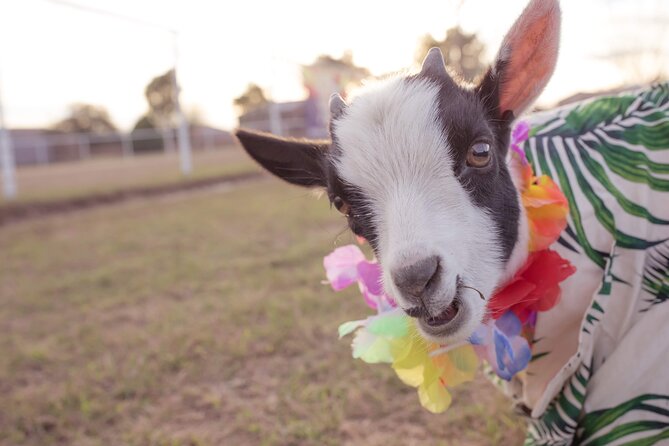 Goat and Alpaca Yoga Gilbert Arizona - Meeting Point Details