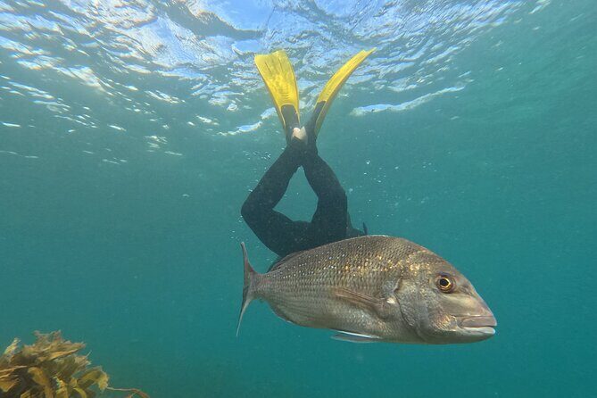 Goat Island Experience Advanced Snorkel Tour - Exploring the Goat Island Experience Advanced Snorkel Tour