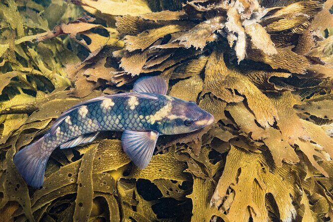 Goat Island Experience Advanced Snorkel Tour - Key Points