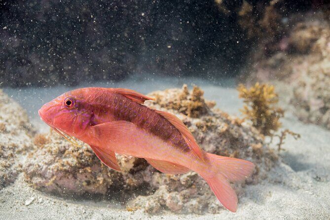 Goat Island Experience Advanced Snorkel Tour - Who Should Consider This Tour?