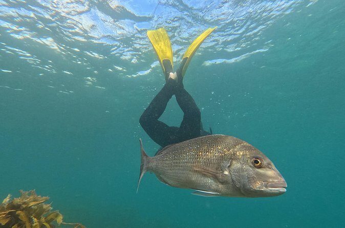 Goat Island Experience Advanced Snorkel Tour - Final Thoughts