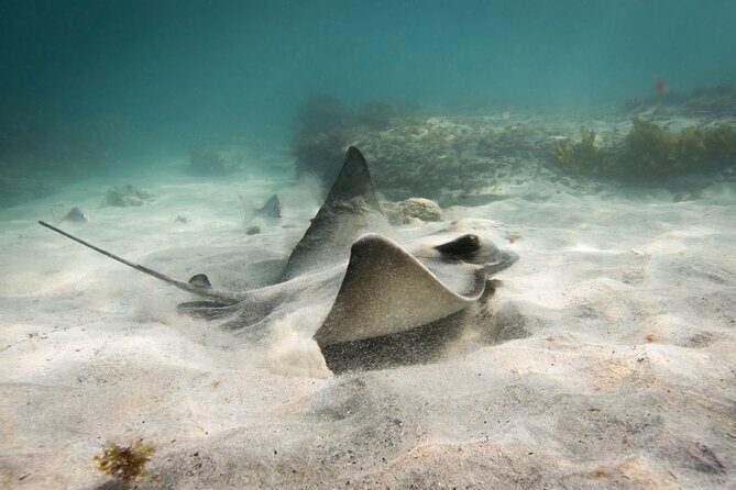 Goat Island Experience Advanced Snorkel Tour - Frequently Asked Questions