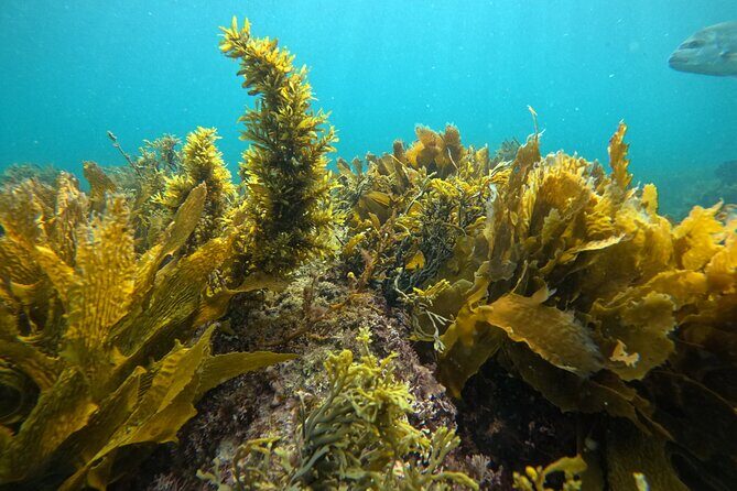 Goat Island Experience Guided Boat Dive - An In-Depth Look at the Goat Island Guided Boat Dive