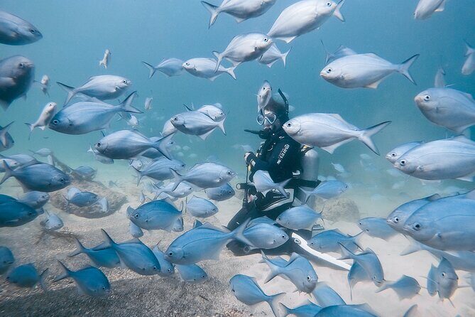 Goat Island Experience Guided Boat Dive - The Sum Up