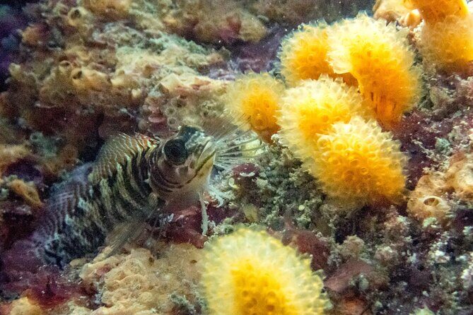 Goat Island Experience Guided Boat Dive - FAQ