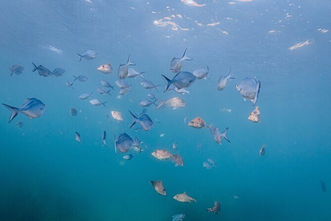 Goat Island Experience Guided Shore Dive - The Sum Up