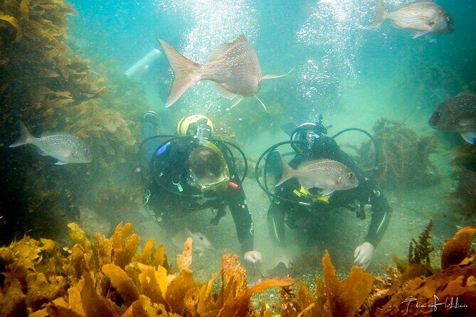 Goat Island Experience Guided Shore Dive - FAQ