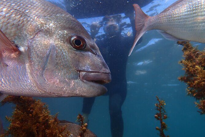 Goat Island Experience Guided Snorkelling for Beginners - Introduction