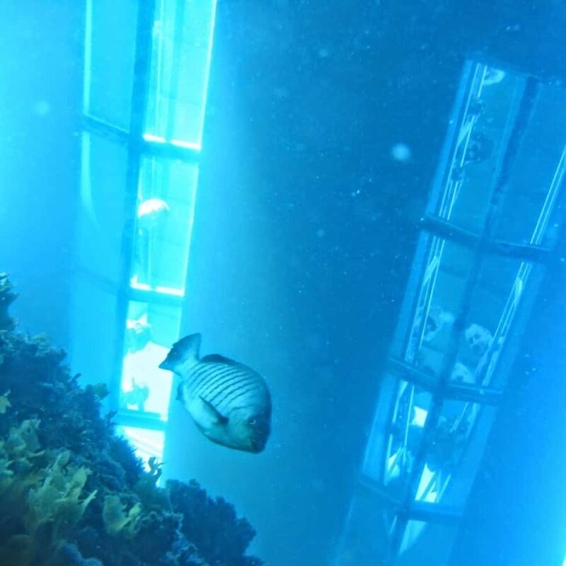 Goat Island: Glass Bottom Boat Tour - Practical Details: What to Expect