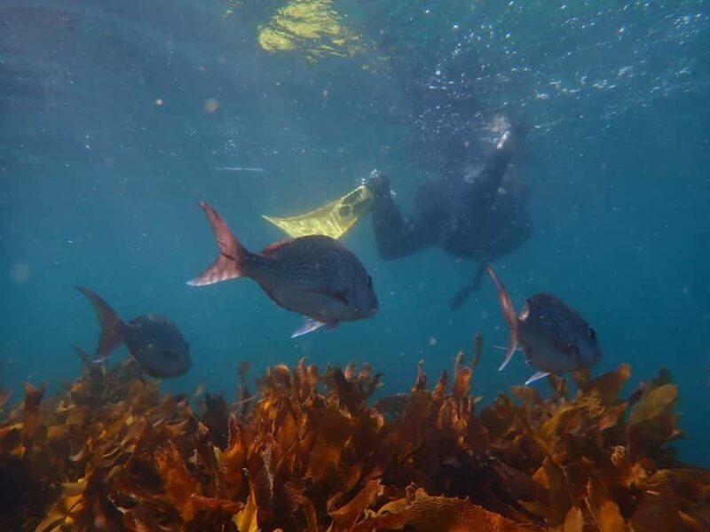 Goat Island Guided Snorkeling Tour for Beginners - Who Should Book This Tour?