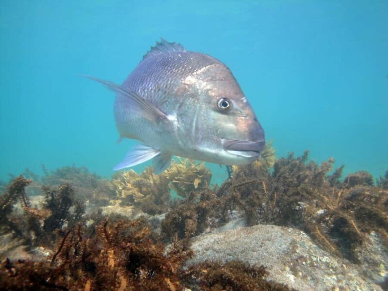 Goat Island Guided Snorkelling Tour For Advanced - Final Thoughts: Who Should Consider This Tour?