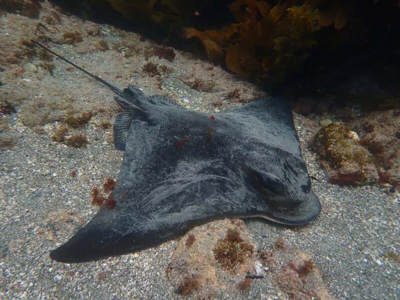 Goat Island Guided Snorkelling Tour For Advanced - FAQs