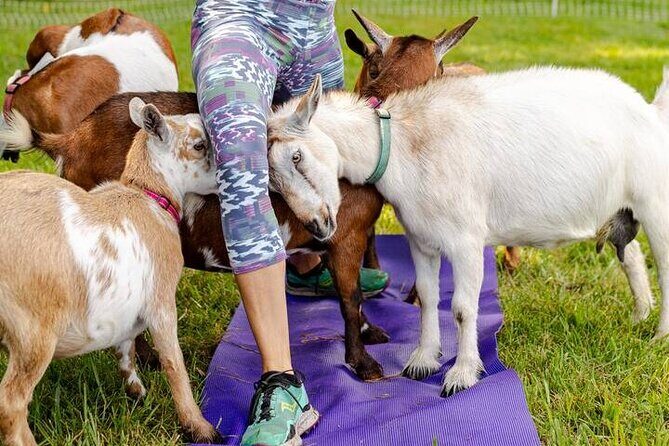 Goat Yoga Experience in Asheville - An In-Depth Look at the Goat Yoga Experience