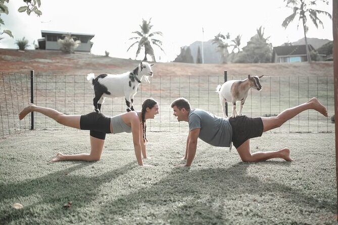 Goat Yoga Group Session - Key Points