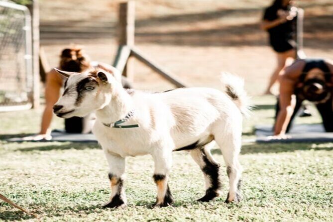 Goat Yoga Group Session - The Sum Up