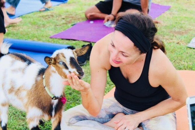 Goat Yoga with Miniature Goats In Maui - An In-Depth Look at Maui’s Goat Yoga Experience