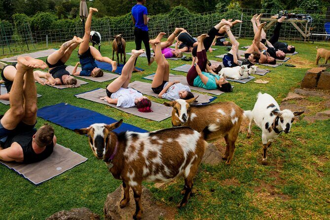 Goat Yoga with Miniature Goats In Maui - Real Traveler Perspectives