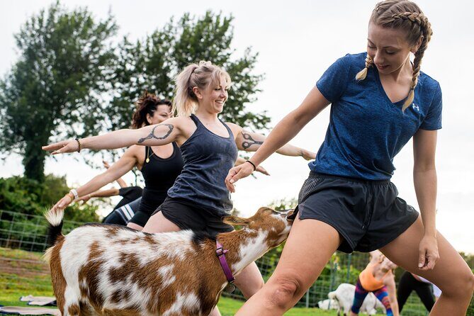 Goat Yoga with Miniature Goats In Maui - FAQ