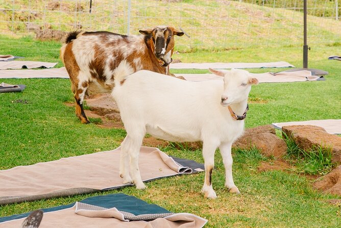 Goat Yoga With Miniature Goats in Maui - Maui Residents Enjoy a Special Discount