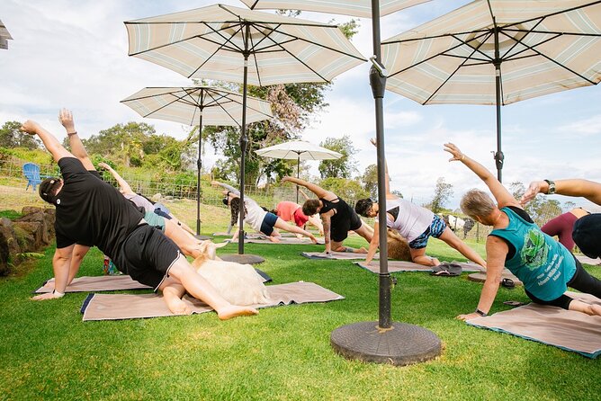 Goat Yoga With Miniature Goats in Maui - Raving Reviews From Satisfied Travelers