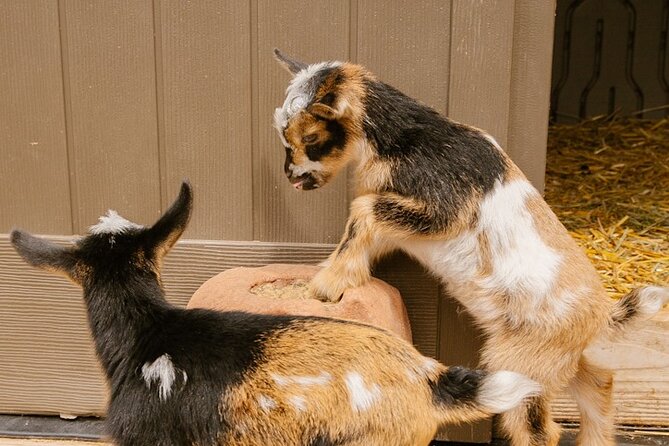 Goat Yoga With Miniature Goats in Maui - What to Expect: A Detailed Look at the Goat Yoga Class