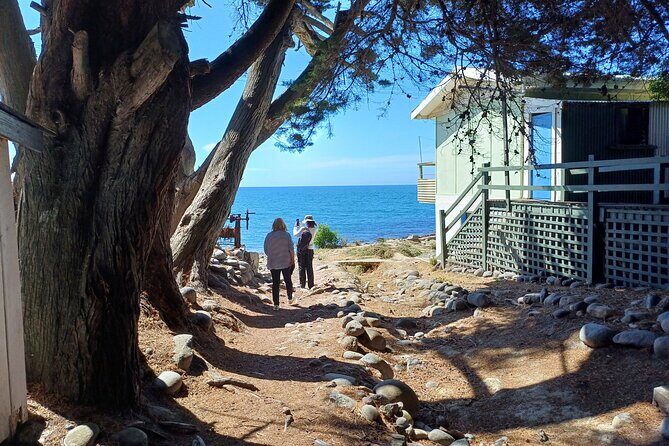 Godley Head Scenic Drive & Guided Walk (Shore Excursion) - Exploring Christchurch’s Coastal Gem: The Godley Head Scenic Drive & Guided Walk