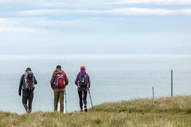 Godley Head Scenic Drive & Guided Walk (Shore Excursion) - Key Points