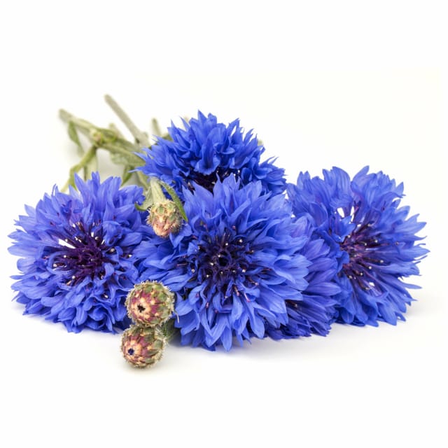 Going for Spontaneous and Medicinal Plants in Salento - Key Points