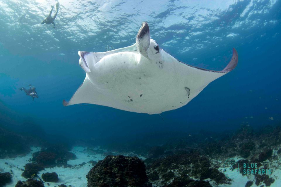 Gold Coast: Cook Island Snorkel Tour With Guide - Inclusions and Restrictions