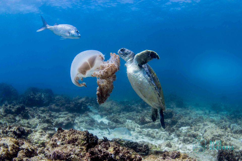 Gold Coast: Cook Island Snorkel Tour With Guide - Tour Highlights