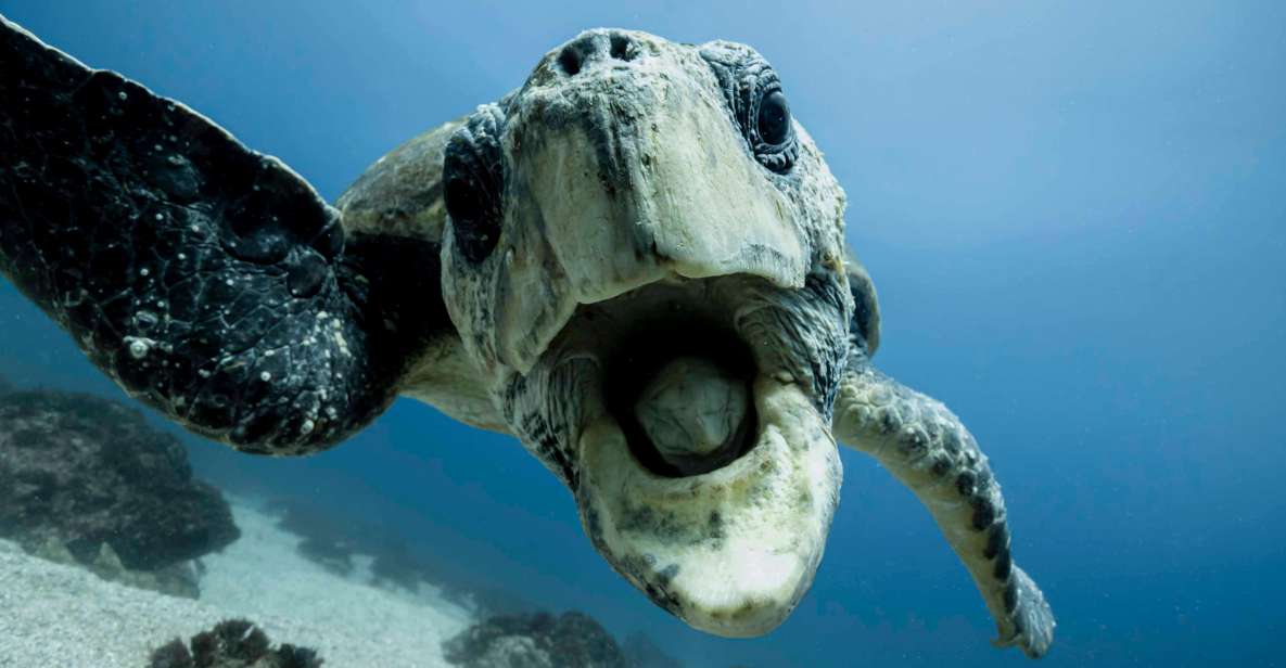 Gold Coast: Cook Island Snorkel Tour With Guide - Important Information