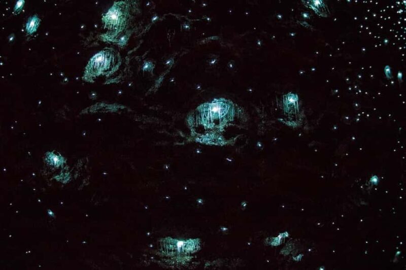 Gold Coast: Daytime Glow Worm Caves and Hop-on Hop-off Tour - Authentic Experiences and Real Feedback