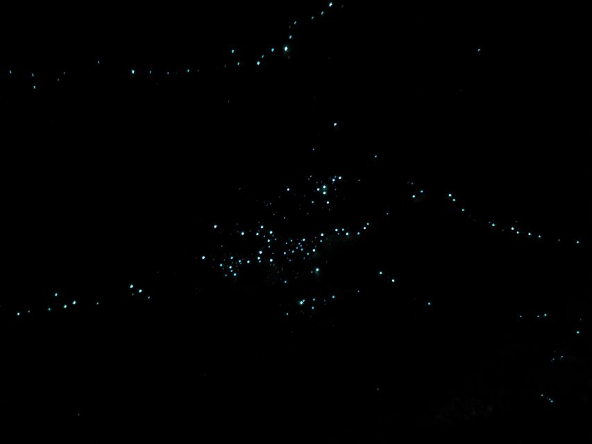 Gold Coast Glow Worm Night Tour (Chinese Group) - Inclusions and Booking Information