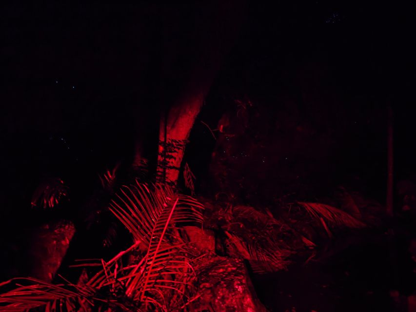 Gold Coast Glow Worm Night Tour (Chinese Group) - Restrictions and Limitations