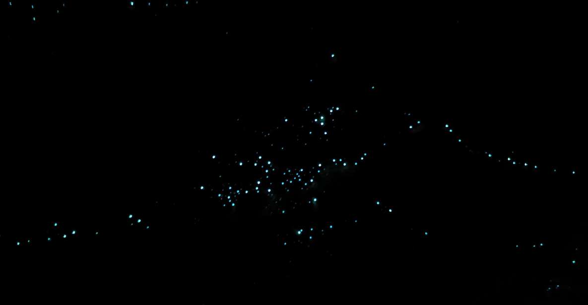 Gold Coast Glow Worm Night Tour (Chinese Group) - Additional Tour Information