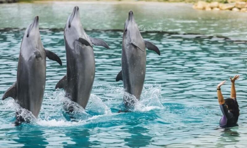 Gold Coast: Jet Boat Ride & Sea World Entry Ticket - An Overview of the Adventure: From Water Thrills to Marine Encounters