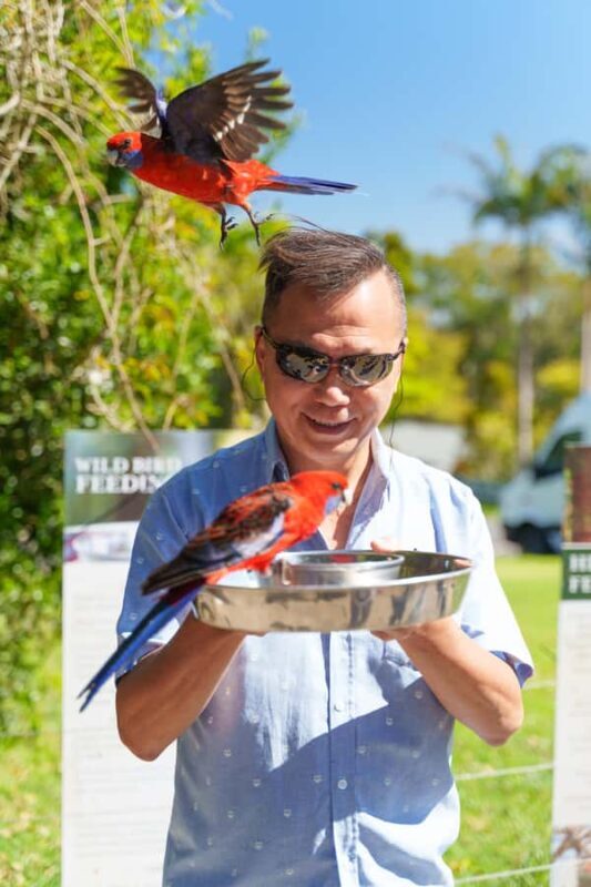 Gold Coast: Lamington Treetops, Wildlife and Vineyard Visit - Wildlife Encounters and Bird Feeding